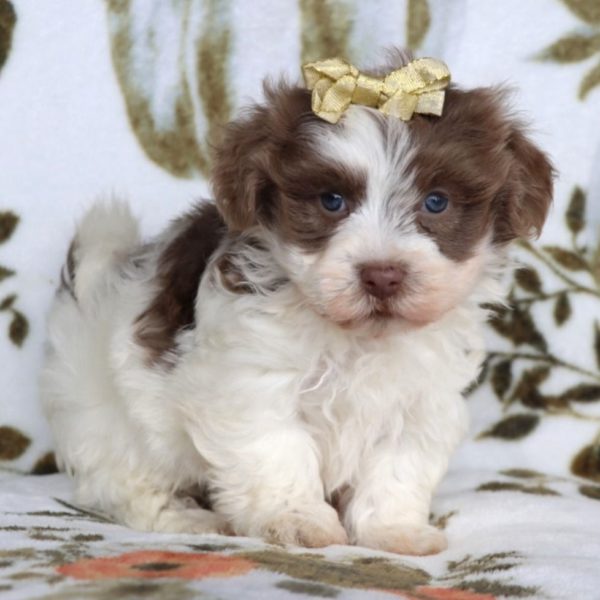 Havanese Puppy for Sale