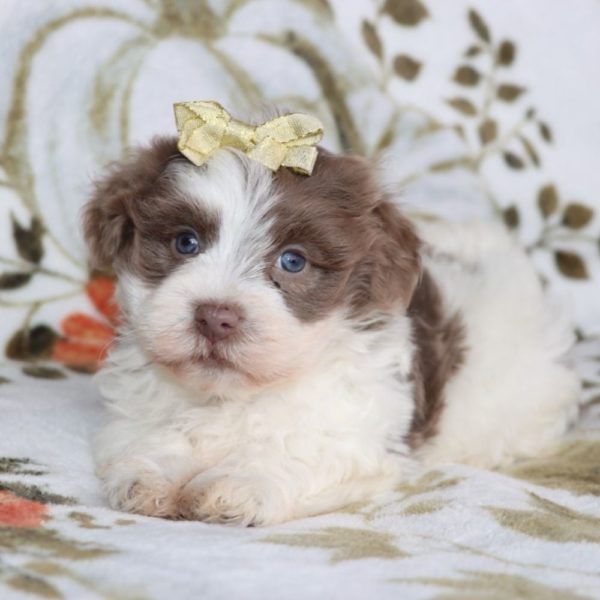 Havanese Puppy for Sale