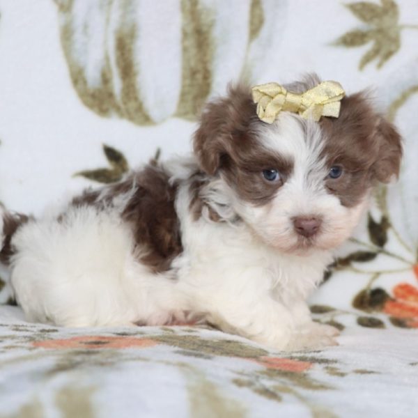 Havanese Puppy for Sale