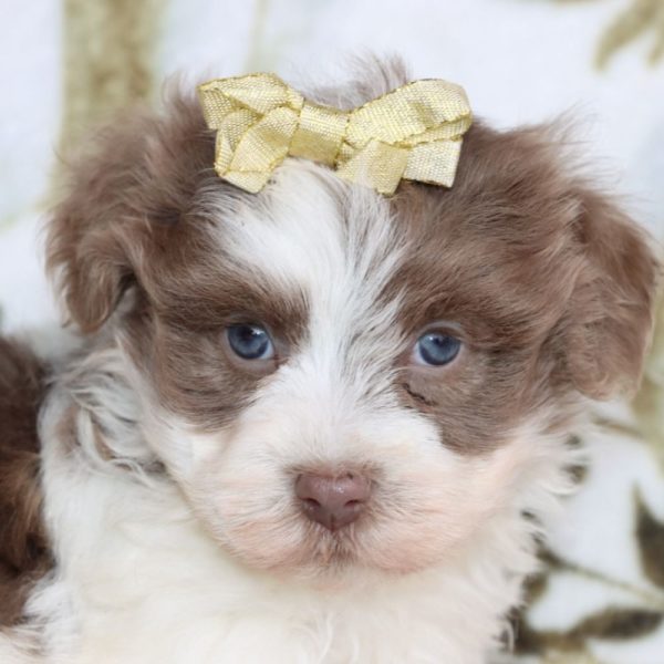 Havanese Puppy for Sale