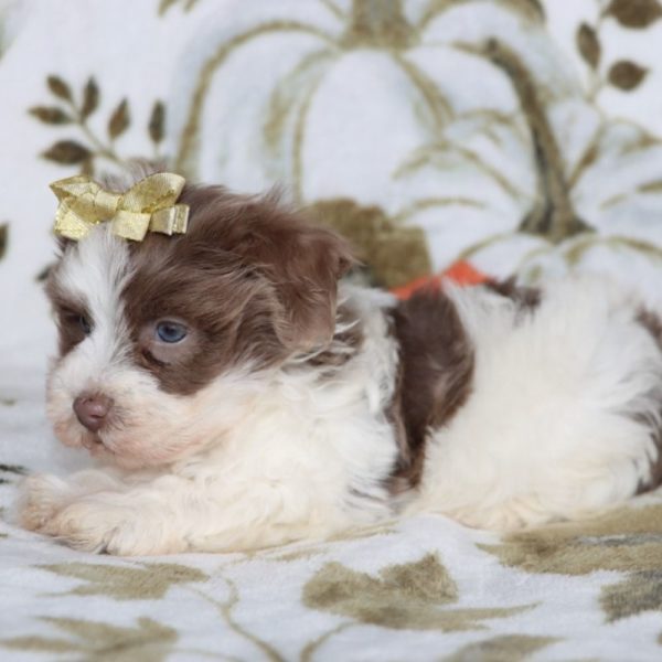 Havanese Puppy for Sale