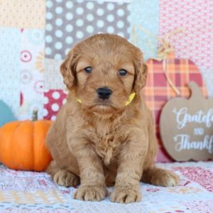 F1 Mini Goldendoodle Puppy for Sale