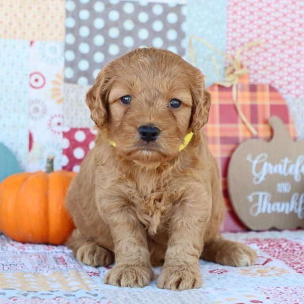 F1 Mini Goldendoodle Puppy for Sale