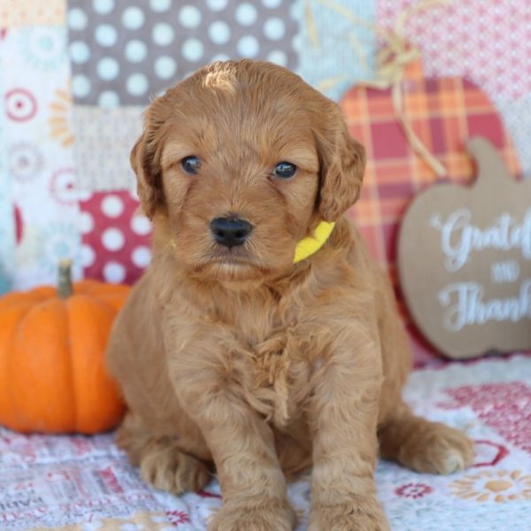 F1 Mini Goldendoodle Puppy for Sale