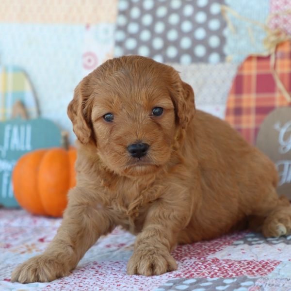 F1 Mini Goldendoodle Puppy for Sale