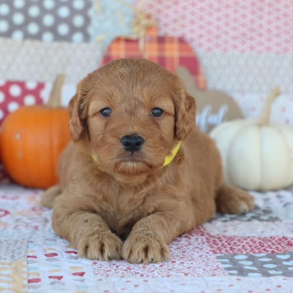 F1 Mini Goldendoodle Puppy for Sale