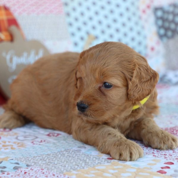 F1 Mini Goldendoodle Puppy for Sale