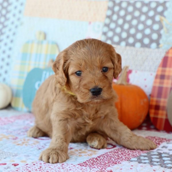 F1 Mini Goldendoodle Puppy for Sale