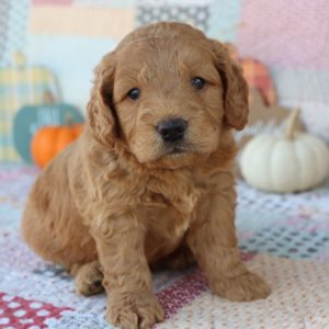 F1 Mini Goldendoodle Puppy for Sale