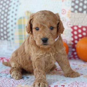 F1 Mini Goldendoodle Puppy for Sale