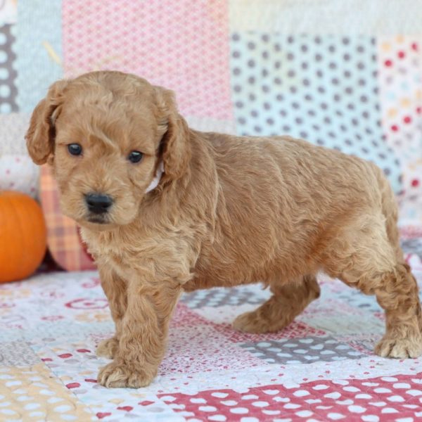 F1 Mini Goldendoodle Puppy for Sale