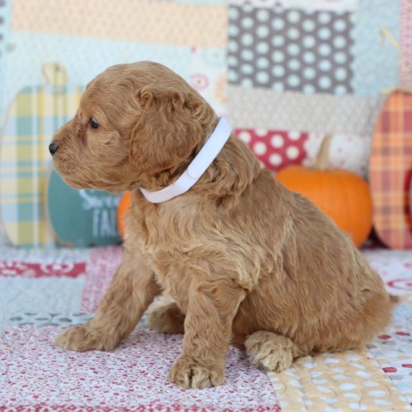 F1 Mini Goldendoodle Puppy for Sale