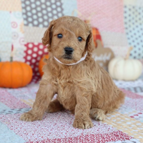 F1 Mini Goldendoodle Puppy for Sale