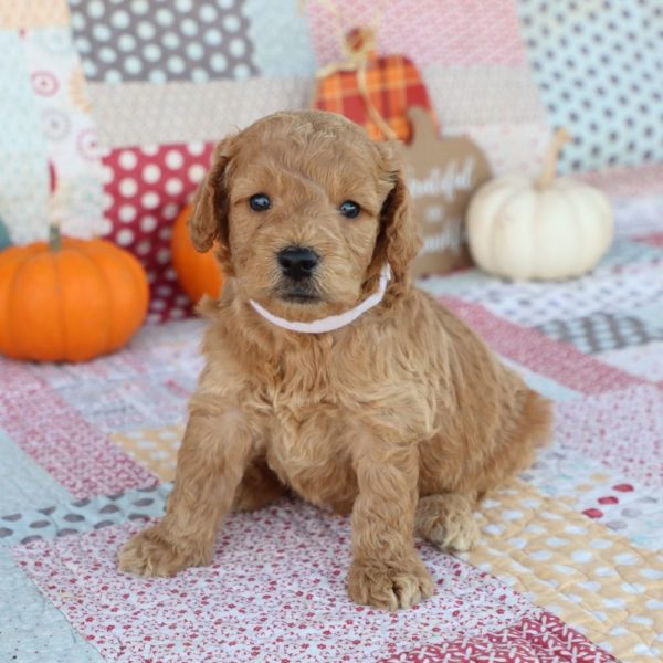 F1 Mini Goldendoodle Puppy for Sale