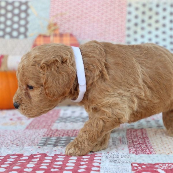 F1 Mini Goldendoodle Puppy for Sale