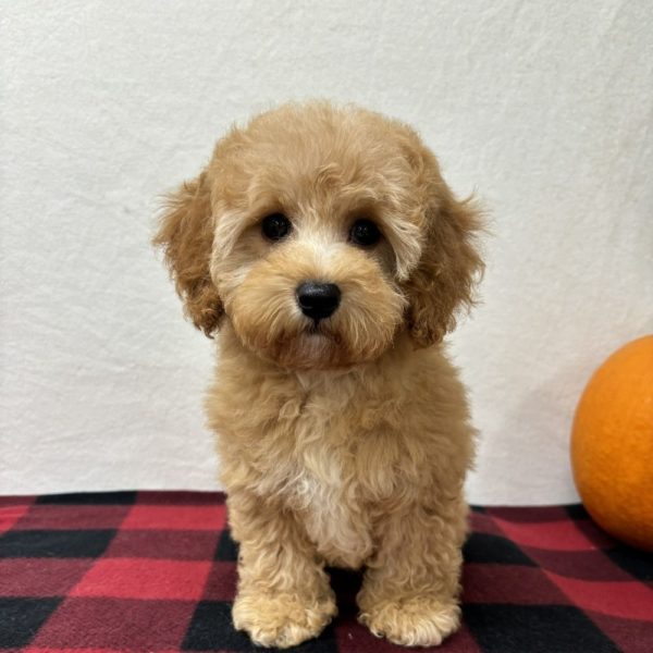 F1b Maltipoo Puppy for Sale