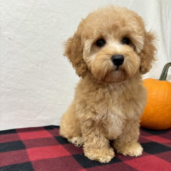 F1b Maltipoo Puppy for Sale