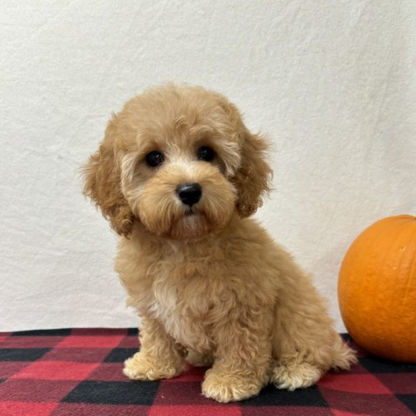 F1b Maltipoo Puppy for Sale