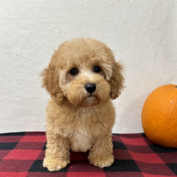 F1b Maltipoo Puppy for Sale