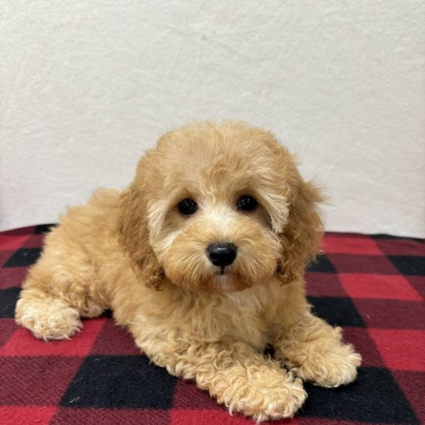 F1b Maltipoo Puppy for Sale