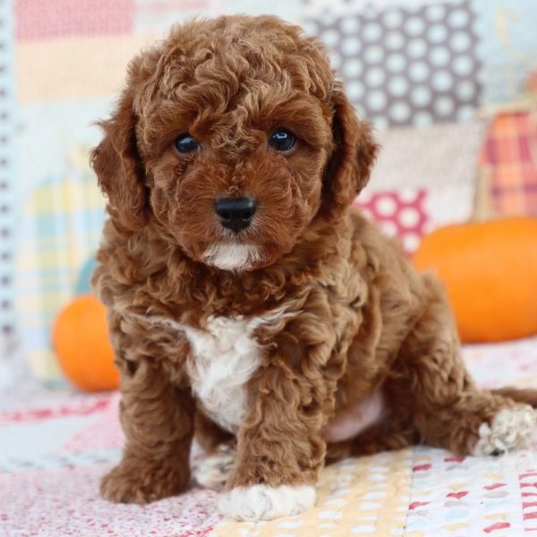 F1b Toy Cavapoo Puppy for Sale