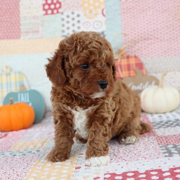 F1b Toy Cavapoo Puppy for Sale