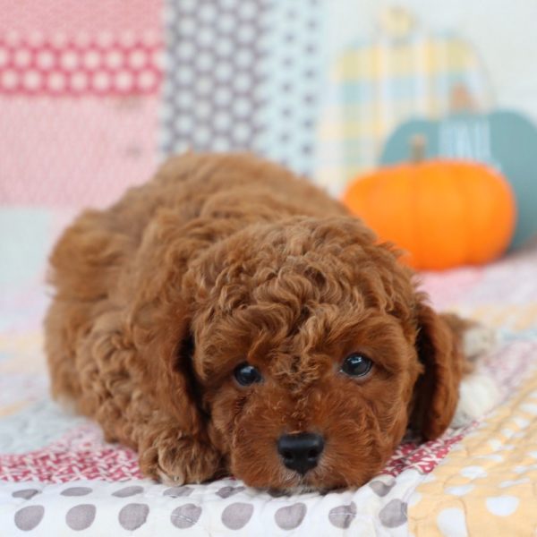 F1b Toy Cavapoo Puppy for Sale