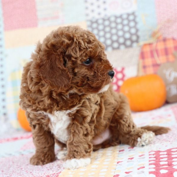 F1b Toy Cavapoo Puppy for Sale