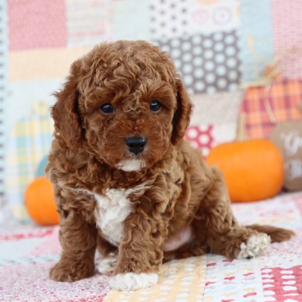 F1b Toy Cavapoo Puppy for Sale