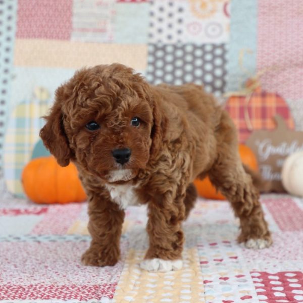 F1b Toy Cavapoo Puppy for Sale