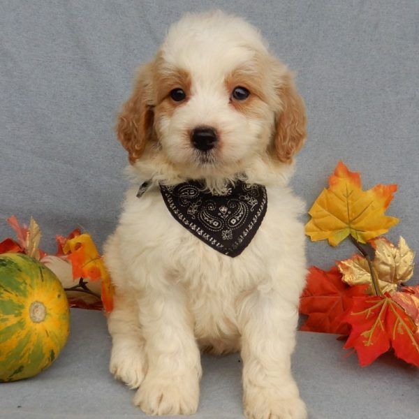 F1b Mini Goldendoodle Puppy for Sale