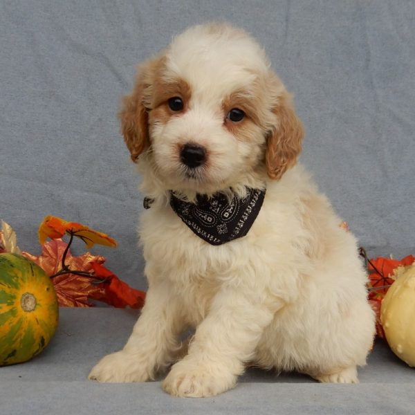 F1b Mini Goldendoodle Puppy for Sale