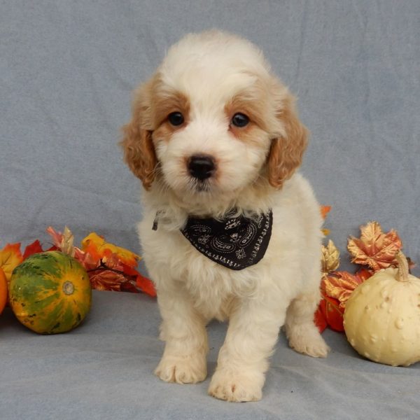 F1b Mini Goldendoodle Puppy for Sale