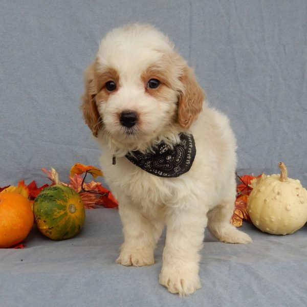 F1b Mini Goldendoodle Puppy for Sale