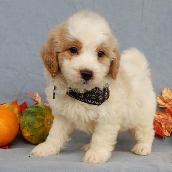 F1b Mini Goldendoodle Puppy for Sale