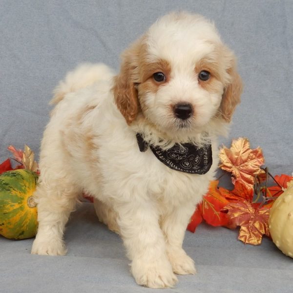 F1b Mini Goldendoodle Puppy for Sale