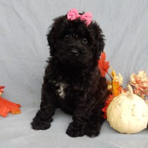 F1b Mini Goldendoodle Puppy for Sale