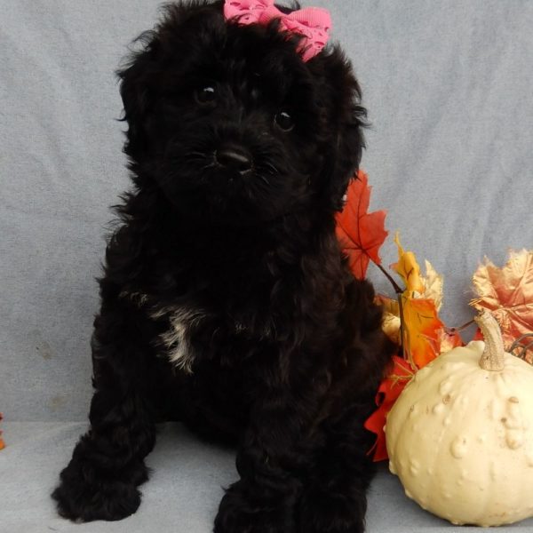 F1b Mini Goldendoodle Puppy for Sale