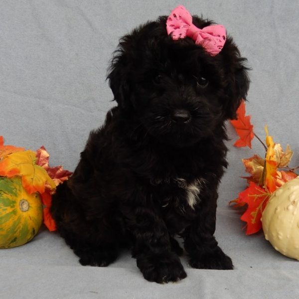 F1b Mini Goldendoodle Puppy for Sale