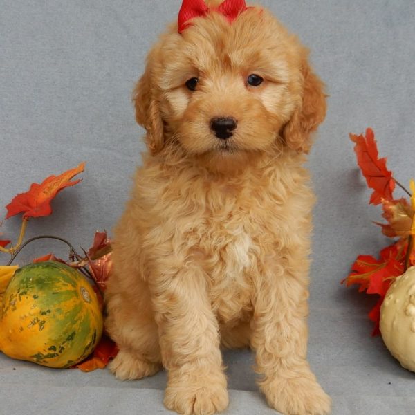 F1b Mini Goldendoodle Puppy for Sale