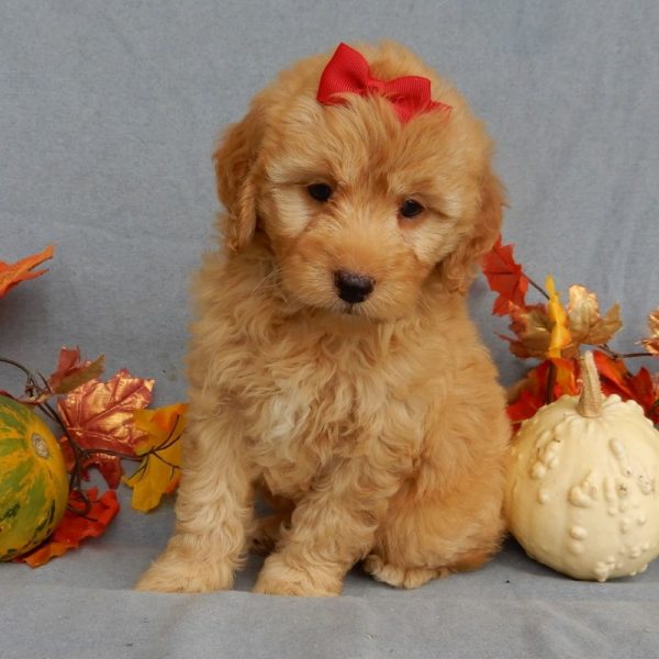 F1b Mini Goldendoodle Puppy for Sale