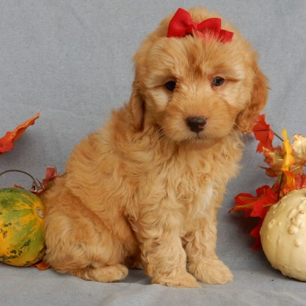 F1b Mini Goldendoodle Puppy for Sale