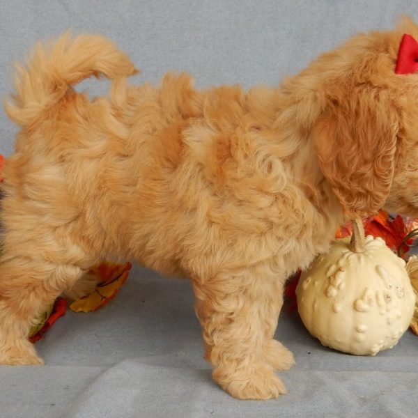 F1b Mini Goldendoodle Puppy for Sale