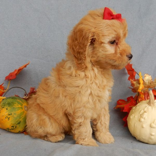 F1b Mini Goldendoodle Puppy for Sale