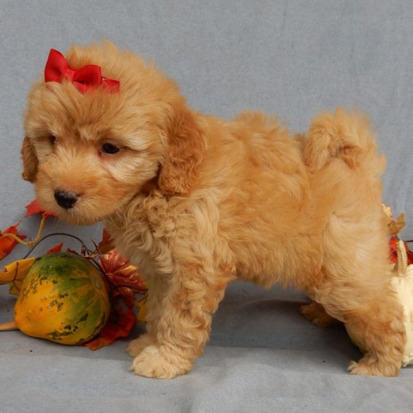 F1b Mini Goldendoodle Puppy for Sale