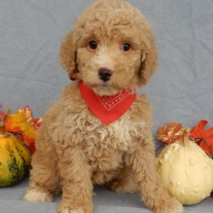 F1b Mini Goldendoodle Puppy for Sale