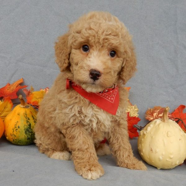 F1b Mini Goldendoodle Puppy for Sale