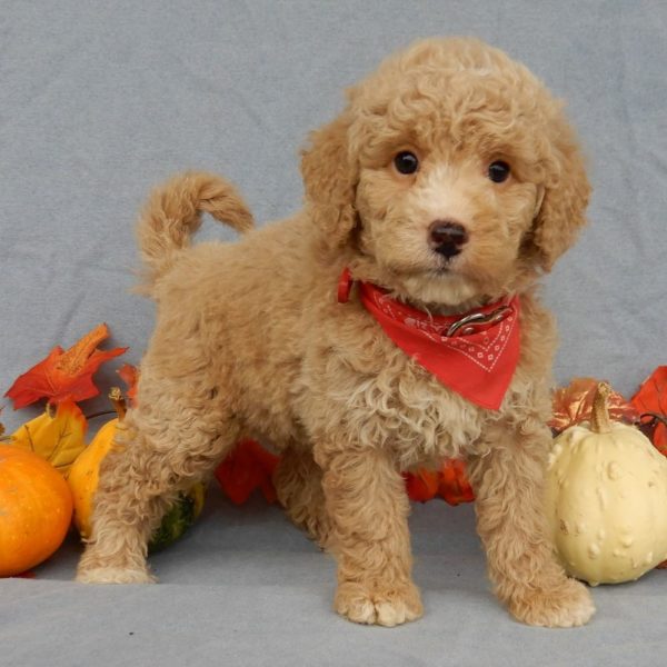 F1b Mini Goldendoodle Puppy for Sale