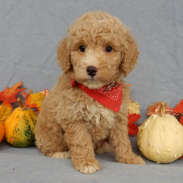 F1b Mini Goldendoodle Puppy for Sale