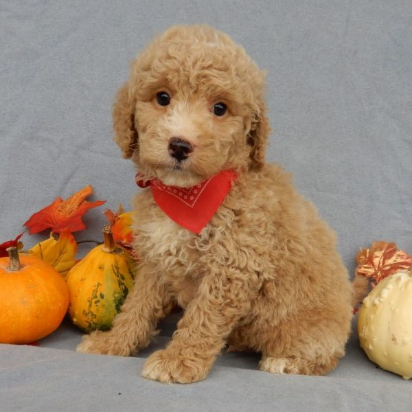 F1b Mini Goldendoodle Puppy for Sale